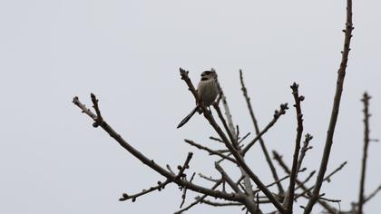 Long-tailed Tit