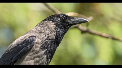 Hooded Crow