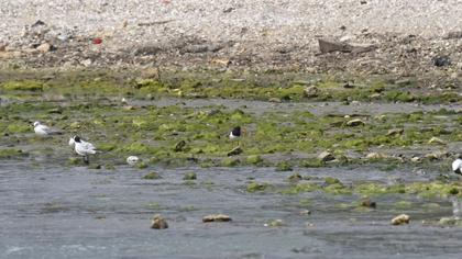 Eurasian Oystercatcher