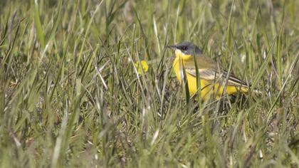 Sarı kuyruksallayan