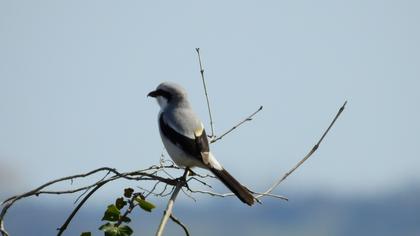 Büyük örümcekkuşu