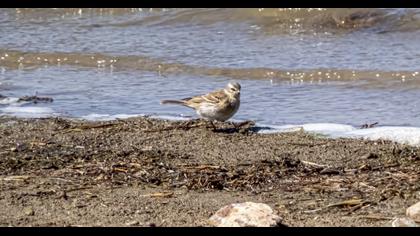 Water Pipit