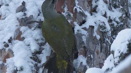 Küçük yeşil ağaçkakan