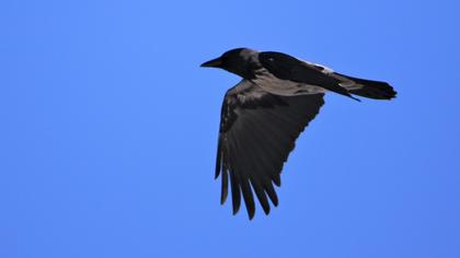 Hooded Crow