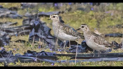 European Golden Plover