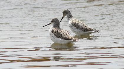 Bataklık düdükçünü