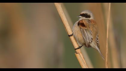 Eurasian Penduline Tit