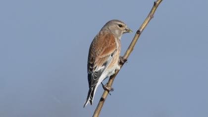 Common Linnet