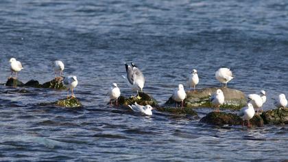 Küçük gümüş martı