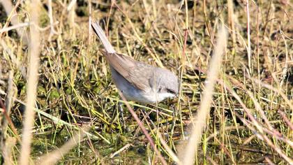 Küçük akgerdanlı ötleğen