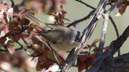 Bıyıklı ötleğen