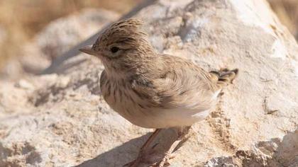 Turkestan Short-toed Lark
