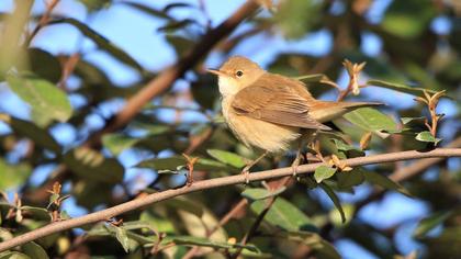 Çalı kamışçını