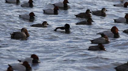 Tufted Duck