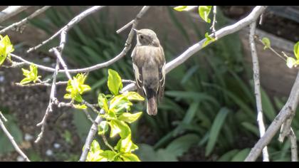 European Pied Flycatcher