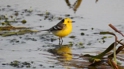 Sarıbaşlı kuyruksallayan