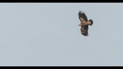 Küçük orman kartalı