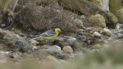 Sarıbaşlı kuyruksallayan