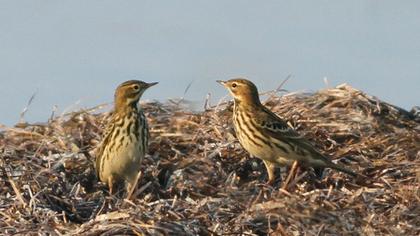 Kızılgerdanlı incirkuşu