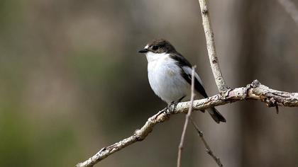 European Pied Flycatcher