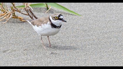 Halkalı küçük cılıbıt