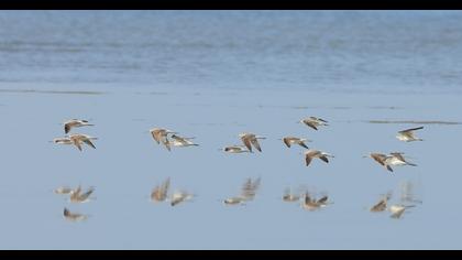 Bataklık düdükçünü