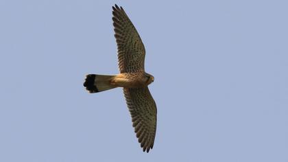 Common Kestrel