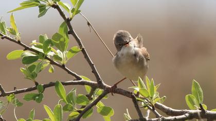 Akgerdanlı ötleğen