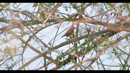 Çalı kamışçını