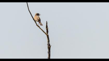 Akgerdanlı ötleğen