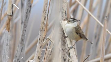 Bıyıklı kamışçın