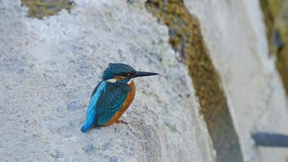 Common Kingfisher