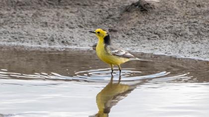Sarıbaşlı kuyruksallayan