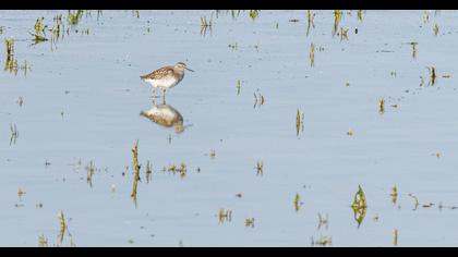 Orman düdükçünü