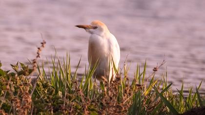 Sığır balıkçılı