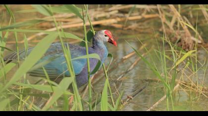 Purple Swamphen