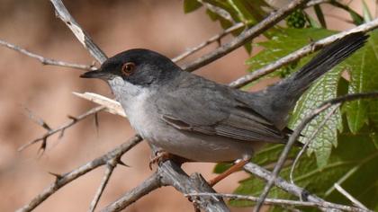 Pembegöğüslü ötleğen