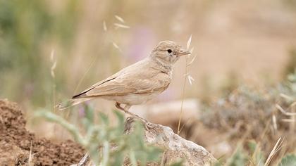 Bar-tailed Lark