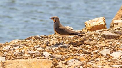 Bataklıkkırlangıcı
