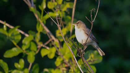 Akgerdanlı ötleğen
