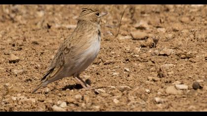 Türkistan çorak toygarı