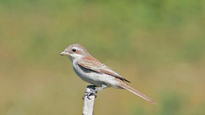 Kızılsırtlı örümcekkuşu
