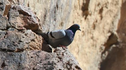 Kaya güvercini