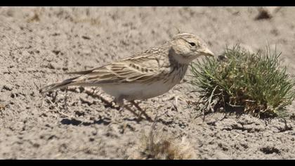 Türkistan çorak toygarı