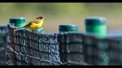 Sarı kuyruksallayan