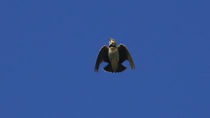 Küçük boğmaklı toygar