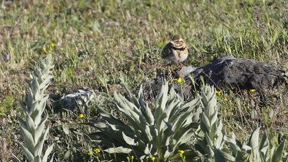 Küçük boğmaklı toygar
