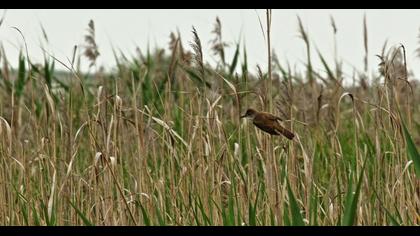 Büyük kamışçın