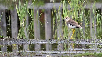 Akkuyruklu kızkuşu