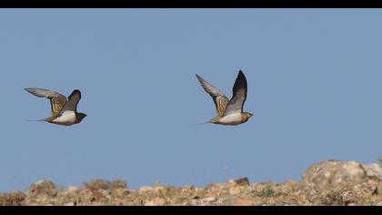 Kılkuyruk bağırtlak